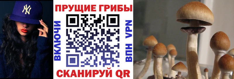 Псилоцибиновые грибы ЛСД  нарко площадка телеграм  Бабушкин 